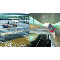 Điều kiện phải đáp ứng của cơ sở nuôi trồng thủy sản bán thâm canh