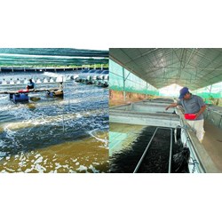Điều kiện phải đáp ứng của cơ sở nuôi trồng thủy sản bán thâm canh
