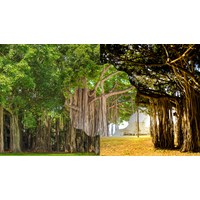 Thuyết minh về cây Đa chọn lọc hay nhất