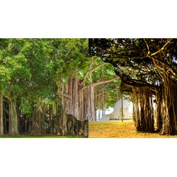 Thuyết minh về cây Đa chọn lọc hay nhất