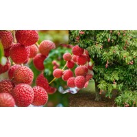 Thuyết minh về cây vải ở quê em chọn lọc hay nhất