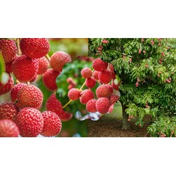 Thuyết minh về cây vải ở quê em chọn lọc hay nhất