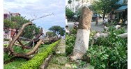Hồ sơ đề nghị cấp phép chặt hạ cây xanh sử dụng hạn chế trong đô thị