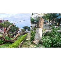 Hồ sơ đề nghị cấp phép chặt hạ cây xanh sử dụng hạn chế trong đô thị