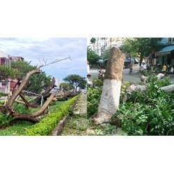 Hồ sơ đề nghị cấp phép chặt hạ cây xanh sử dụng hạn chế trong đô thị