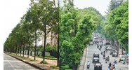 Mức phạt trồng cây xanh đô thị không đảm bảo đúng quy trình kỹ thuật