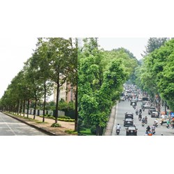 Mức phạt trồng cây xanh đô thị không đảm bảo đúng quy trình kỹ thuật
