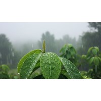 Thuyết minh về hiện tượng mưa trong tự nhiên chọn lọc hay nhất