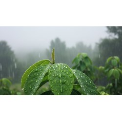 Thuyết minh về hiện tượng mưa trong tự nhiên chọn lọc hay nhất