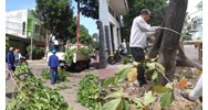 Tự ý chặt hạ cây xanh chuyên dụng trong đô thị có bị phạt?