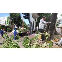 Tự ý chặt hạ cây xanh chuyên dụng trong đô thị có bị phạt?