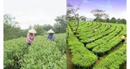 Trồng chè theo tiêu chuẩn VietGAP mang lại lợi ích gì?