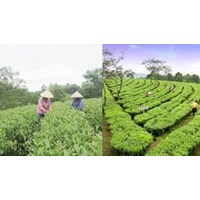 Trồng chè theo tiêu chuẩn VietGAP mang lại lợi ích gì?