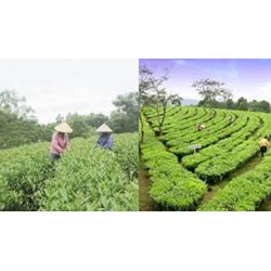 Trồng chè theo tiêu chuẩn VietGAP mang lại lợi ích gì?