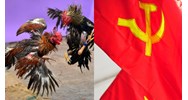 Đảng viên xem đá gà ăn tiền có vi phạm và bị khai trừ khỏi Đảng