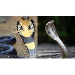 Có bị truy cứu trách nhiệm hình sự khi mua bán một cá thể rắn hổ mang?