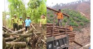Khai thác trái phép cây rừng, vận chuyển, buôn bán gỗ trái phép là gì?