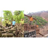 Khai thác trái phép cây rừng, vận chuyển, buôn bán gỗ trái phép là gì?