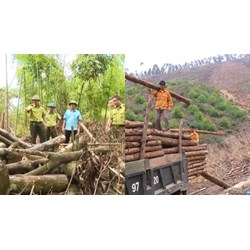 Khai thác trái phép cây rừng, vận chuyển, buôn bán gỗ trái phép là gì?