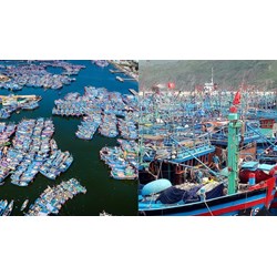 Khi nào tàu nước ngoài chuyển tải hải sản không được cập cảng cá?