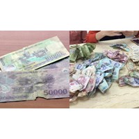 Giám sát tiêu hủy tiền hỏng của Ngân hàng Nhà nước từ 11/02/2024?