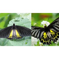 Hành vi săn bắt bướm phượng cánh chim chấm rời bị xử lý thế nào?