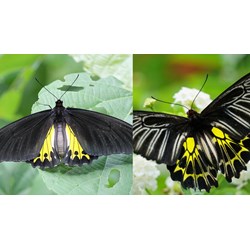 Hành vi săn bắt bướm phượng cánh chim chấm rời bị xử lý thế nào?