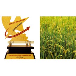 Thời gian tổ chức trao giải Bông lúa vàng Việt Nam cho các tác giả