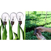 Tài liệu ưu tiên bảo hộ giống cây trồng phải được lập bằng tiếng Việt?