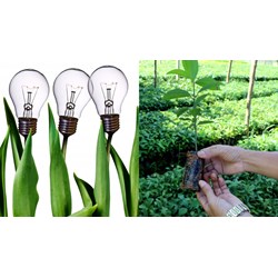 Tài liệu ưu tiên bảo hộ giống cây trồng phải được lập bằng tiếng Việt?