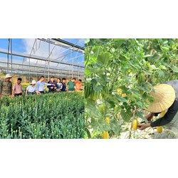 Bán sản phẩm nông nghiệp, trồng trọt tính thuế như thế nào?