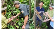 Thủ tục xử lý động vật rừng quý hiếm do người dân tự nguyện giao nộp cho Nhà nước