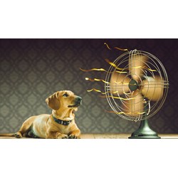 Đăng ký nhãn hiệu cho sản phẩm quạt điện thực hiện như thế nào?