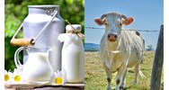Cơ sở vắt sữa động vật có phải tách biệt với khu vực chuồng nuôi động vật?