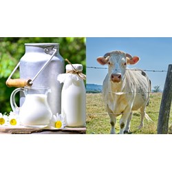 Cơ sở vắt sữa động vật có phải tách biệt với khu vực chuồng nuôi động vật?