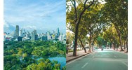Tại Hà Nội công tác cắt tỉa làm thưa tán, thấp tán áp dụng với các loại cây nào?