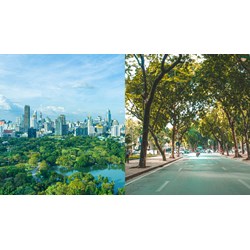 Tại Hà Nội công tác cắt tỉa làm thưa tán, thấp tán áp dụng với các loại cây nào?