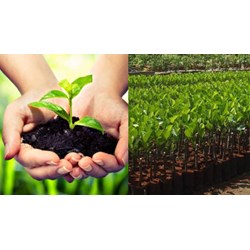 Hướng dẫn xin cấp giấy phép kinh doanh giống cây trồng năm 2024
