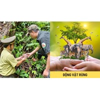 Điều kiện thả lại động vật rừng được người dân tự nguyện giao nộp về môi trường tự nhiên