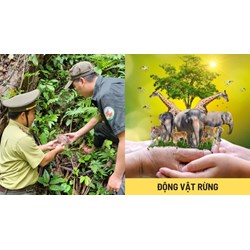 Điều kiện thả lại động vật rừng được người dân tự nguyện giao nộp về môi trường tự nhiên