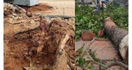 Tự ý chặt rễ cây xanh khi chưa được cấp phép có vi phạm pháp luật