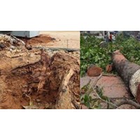 Tự ý chặt rễ cây xanh khi chưa được cấp phép có vi phạm pháp luật