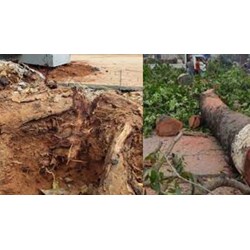 Tự ý chặt rễ cây xanh khi chưa được cấp phép có vi phạm pháp luật