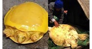 Có được nuôi rùa vàng làm cảnh không vì mục đích thương mại không?
