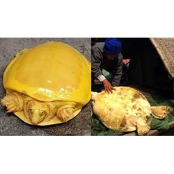 Có được nuôi rùa vàng làm cảnh không vì mục đích thương mại không?