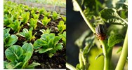 Thời gian điều tra định kỳ sinh vật gây hại vào khi nào?