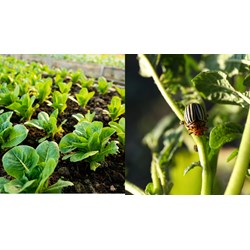 Thời gian điều tra định kỳ sinh vật gây hại vào khi nào?