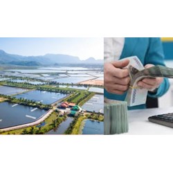 Cơ quan thu tiền thuê đất, thuê mặt nước thuộc ngân sách nhà nước