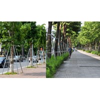 Quy định ô đất trồng cây xanh đường phố như thế nào?