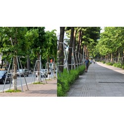 Quy định ô đất trồng cây xanh đường phố như thế nào?